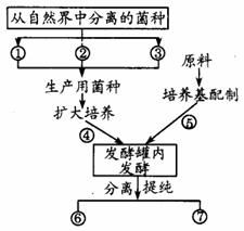 7.如下图为正常情况下某种二倍体生物的一组细胞分裂模式图.以下说法错误的是 A.中心法则所表示的生命活动主要发生在⑤时期 B.等位基因分离.非同源染色体上的基因自由组合发生在