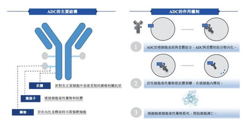 国产抗体偶联明星药企科伦博泰赴港上市,挂牌首日上涨逾3